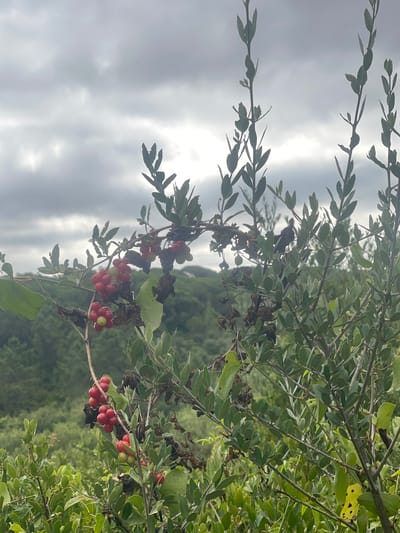 A branch of a plant bearing clusters of red berries and some green ones hangs in the foreground against a backdrop of green foliage and a cloudy sky. The berries are small and round, clustered tightly together. The leaves of the plant are green and oval-shaped. The background is blurred, showing rolling hills covered in trees. The sky is overcast with gray clouds. The scene appears to be outdoors in a natural environment, possibly a rural area near São João das Lampas, Portugal. There are no people or animals visible in the image.