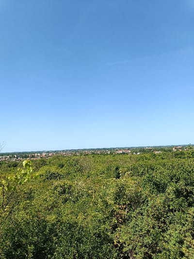 The image shows a view from a hilltop overlooking a city with a bright blue sky. The location is Berehove, Ukraine, at latitude 48.202 and longitude 22.665. There is a dense, green forest in the foreground, and a town of buildings can be seen in the distance. The buildings are mostly low-rise and appear to be residential. There are no people in the scene.