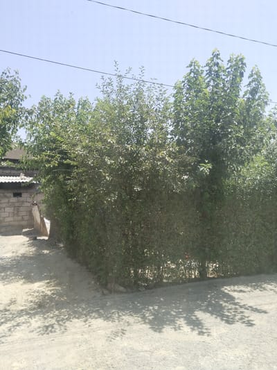 This image depicts a sun-drenched outdoor scene in Danghara, Tajikistan. A dense, lush green hedge or row of trees dominates the foreground, stretching across the frame. To the left of the hedge, a portion of a low-lying structure made of concrete blocks with a white corrugated roof is visible. Behind the hedge, more trees with vibrant green foliage reach towards a clear blue sky. Power lines are strung across the upper portion of the sky. The ground in the foreground is a dusty, light-colored dirt or gravel path, with distinct shadows of leaves cast upon it, indicating the presence of overhead trees. The overall impression is one of a bright, warm day in a rural or semi-rural setting.