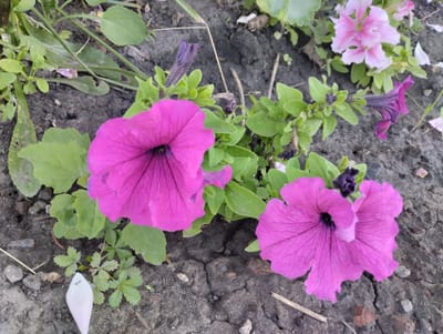 In Novoselivka, Ukraine, a close-up, high-angle shot captures a patch of cracked, dark soil. Two large, vibrant pink petunias are in focus, their petals slightly curled and veined. One flower is centered in the lower half of the frame, while the other is to its right. Smaller, delicate pink and purple petunias are scattered amongst the greenery in the background, some in bloom and others as closed buds. Green leaves of varying sizes surround the flowers. A single white petal lies on the soil near the bottom left, with a small ant visible on its surface.