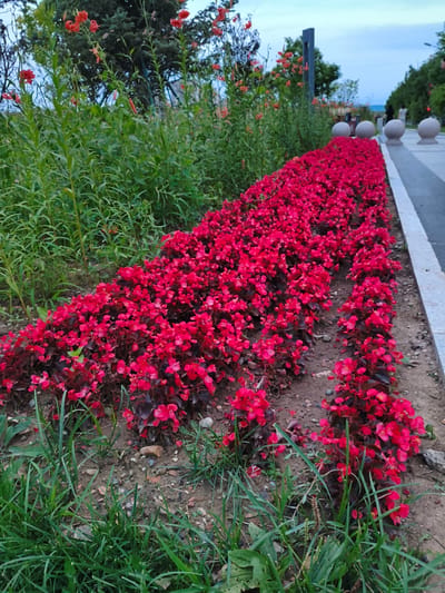 An eye-level, medium shot captures a flowerbed of vibrant red begonia flowers alongside a paved walkway. The flowers are densely packed, forming a colorful border that extends into the distance. To the left of the flowerbed, tall, green plants with slender leaves create a lush backdrop. In the far background, orange lilies bloom atop their stems, adding another splash of color. The walkway, on the right side of the image, is bordered by a stone curb and features several large, spherical stone sculptures. The sky above is overcast with a pale blue hue. The scene appears to be in a public park or garden setting within Jiguan District, China.