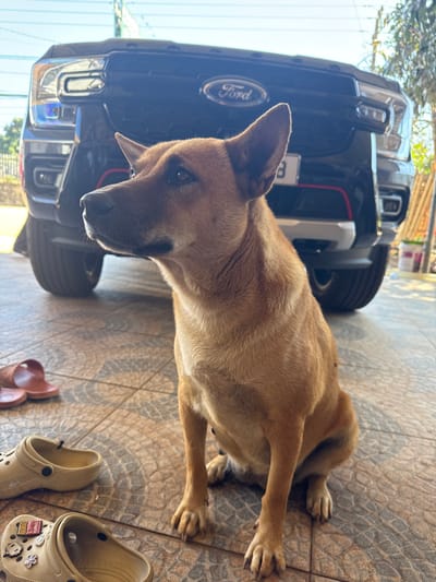 A tan dog lies on a tiled surface near a black Ford truck. The dog is positioned with its head close to the truck's front end, facing the camera. To the right of the dog, there are two pairs of shoes: a set of brown sandals and a pair of light tan Crocs. The background includes a glimpse of foliage and a structure, possibly a house or garage. The scene is well-lit, suggesting an outdoor setting.