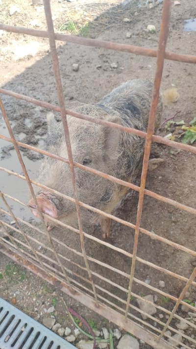 A juvenile pig, of a breed with coarse, grey and black spotted hair, stands partially obscured by a rusted metal fence. The pig's snout is pink and appears wet. The ground is muddy, with puddles and scattered stones. A metal grate is visible in the foreground, and some green and purple vegetation lies on the ground. The scene appears to be an outdoor enclosure, possibly a farm or animal sanctuary, within the city of Kalnrozes, Latvia.