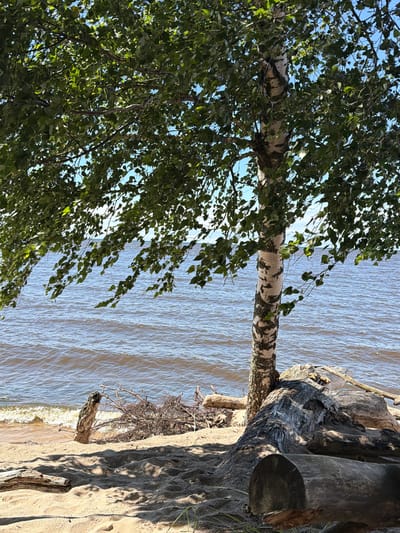 A tranquil scene unfolds on the sandy shore of Gauja, Latvia, where a birch tree stands sentinel beside the shimmering waters of the sea. The tree's distinctive white bark, adorned with dark, irregular markings, contrasts with the lush green canopy of its leaves, which casts dappled shadows on the sand.
Scattered along the beach are weathered logs, remnants of nature's artistry, some large and imposing, others smaller and more delicate. A cluster of driftwood, a tangled collection of branches and roots, lies near the water's edge, a testament to the ebb and flow of the tides. The sea, a vast expanse of rippling blue, stretches to the horizon, its surface marked by gentle waves that kiss the sandy shore. The sky above is a clear, brilliant blue, dotted with a few wisps of white clouds.
The overall impression is one of serene natural beauty, a place where the elements have come together to create a scene of quiet contemplation and peace.