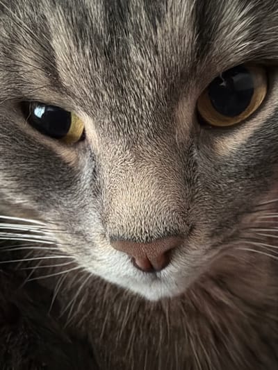 A close-up, eye-level, full-frame, indoor photograph captures the face of a domestic cat. The cat's fur is a mix of gray and brown tabby markings. Its large, round eyes are yellow-green with dark pupils. The cat's nose is a soft pinkish-brown, and its white whiskers are prominent. The background is dark and out of focus, suggesting the cat is in a dimly lit indoor setting. The image does not contain any information about the location in the city of Шихово, Russia.