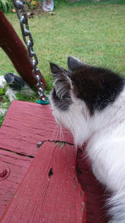 A black and white cat is lying on a weathered red wooden surface, possibly a bench or deck, outdoors. The cat is viewed from the side, with its head turned away from the camera. In the background, there is green grass and a chain hanging from a reddish-brown post. The scene appears to be in a garden or yard.
