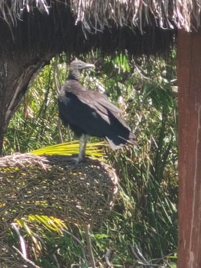 A black bird, possibly a black vulture, is perched on a woven nest made of natural materials. The bird is facing to the right and looking down. It is located in a heavily vegetated area under a thatched roof structure, with a wooden post behind it. The foliage is green and lush, with some yellowing fronds in the foreground. The location is Unidad de Riego, Mexico, at coordinates 18.591 latitude, -88.434 longitude.