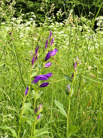 A close-up, eye-level shot captures a patch of tall green grass interspersed with delicate white flowers and vibrant purple bell-shaped flowers. The purple flowers are the main subject, with several in bloom and others in bud, reaching upwards from sturdy green stems. Their petals are a deep, rich violet, contrasting beautifully with the surrounding greenery. The background is a blur of more green foliage and the white blossoms, suggesting a meadow or a wild garden. Sunlight filters through the leaves, creating a bright, natural light. The overall impression is one of a serene, summery day in a natural outdoor setting. There is no visible text, people, or specific objects beyond the flora. The location is identified as Sudak, Russia.
