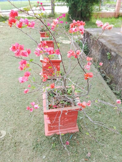 A close-up, high-angle outdoor photograph captures several potted Bougainvillea plants arranged in a row along a concrete pathway in Blangpeuria, Indonesia. The Bougainvillea plants, featuring vibrant pink and coral-colored bracts, are planted in rectangular, terracotta-colored pots. The foreground is dominated by the nearest plant, which has thin, woody branches extending outwards, adorned with these colorful bracts and a few green leaves. The background reveals a slightly blurred expanse of green grass, a concrete wall or embankment, and some greenery, possibly trees or bushes. The lighting suggests it is daytime. There are no people visible in the image.