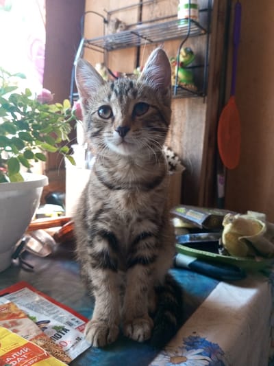 A domestic short-haired tabby kitten sits on a table covered with a blue and white floral tablecloth, facing the camera. The kitten is grey and brown with distinct black tabby markings. Its ears are perked up, and it has light brown eyes and white whiskers.
In the background, to the left, a potted plant with green leaves and pink roses is visible next to a window with sheer pink curtains. To the right, a shelf holds various items, including a green ceramic frog figurine, a white container with green and orange labels, and a bright orange swatter with a purple handle.
On the table, in front of the kitten, are several packaged food items, one with Cyrillic text including "МОТА". A green plastic basket containing what appears to be a yellow towel or cloth is also on the table, along with a dark object that could be a pen or stylus. The environment suggests an indoor setting, likely a home. No specific geographical markers are visible in the image that would pinpoint its location to Zavyalovo, Russia, or any other city.