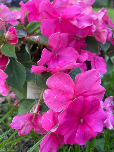 This is a close-up, eye-level, outdoor photograph of bright pink impatiens flowers in bloom. The flowers are the primary subject, filling most of the frame and creating a dense, vibrant display. Their petals are a vivid fuchsia color, with some showing subtle variations in shade and delicate white markings. Several leaves, a deep green, are visible interspersed among the flowers, providing a contrasting backdrop. The background is softly blurred, suggesting a garden or natural setting with hints of green grass and possibly a building or fence in the distance. The overall impression is one of lush, colorful flora. There are no people or animals visible in the image. The photograph does not provide any specific information that would allow for the identification of its location within Leipyasuo, Russia.
