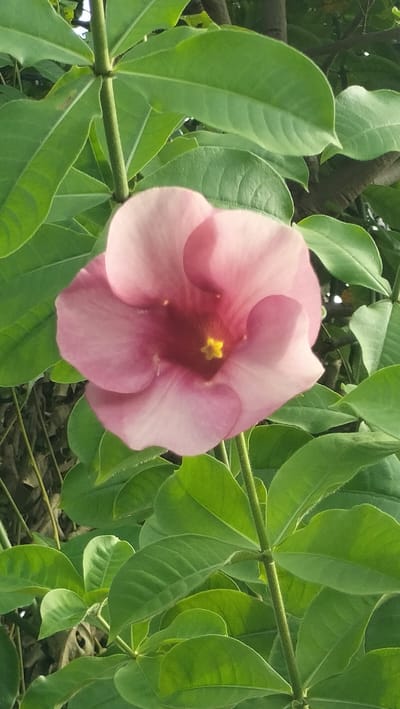 A close-up, vertical shot captures a pink, trumpet-shaped flower with a yellow center, set against a backdrop of lush green leaves and dark branches. The flower is in full bloom, with its petals unfurling and curving inwards towards the center. The leaves are broad and glossy, with visible veins, and they surround the flower, creating a natural frame. The lighting suggests it is daytime, possibly morning or late afternoon, with soft shadows indicating diffused light. The image appears to be taken outdoors, in a garden or natural setting. The location of Lambarotunong, Indonesia, would suggest a tropical or subtropical climate, which would be consistent with the vibrant foliage and flowering plant depicted. There are no people or animals visible in the frame.