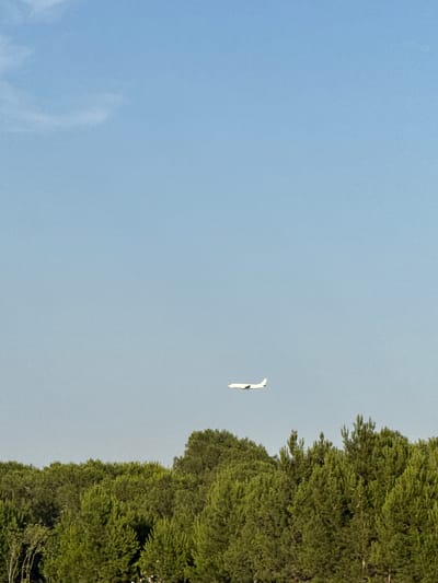 A single white bird with outstretched wings flies in the upper right quadrant of the image against a clear blue sky. The bird is in flight, positioned horizontally. To the right of the bird, the image is dominated by a dense line of dark green evergreen trees, their foliage appearing full and lush. The trees create a natural border along the right edge of the frame, extending from the top to the bottom. The sky occupies the left two-thirds of the image and is a soft, gradient blue, suggesting it is daytime. There are no discernible clouds or other atmospheric phenomena in the sky. The overall scene is natural and serene, with a focus on the bird in flight against the backdrop of the trees and sky. No text is visible in the image. The location context of Surakhany Raion, Azerbaijan, provides a geographical setting for this natural landscape.
