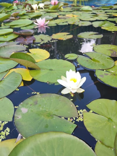 A close-up, eye-level shot of a pond filled with water lilies and their pads. A single white water lily with yellow stamens is prominent in the foreground, floating on the dark water. Surrounding it are numerous green and yellow lily pads, some overlapping. In the background, several pink and white water lilies are visible, along with more lily pads. The water is dark and reflects the surrounding environment, including a faint impression of a fence or structure. The image appears to have been taken in Beketovo, Russia, although there is no direct visual confirmation of this location within the image itself.