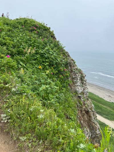 The image captures a view from a grassy cliff edge in Tikhoe, Russia, overlooking a beach and the sea. Two individuals, dressed casually, are visible on the clifftop in the upper left portion of the frame. The cliff face itself is rugged and rocky, covered in green vegetation and pink wildflowers. The sea is a muted blue-grey, with gentle waves lapping at the sandy beach below. A dirt path runs along the grassy slope leading down to the beach. The sky is overcast, contributing to the diffused lighting of the scene. The overall atmosphere is natural and serene.