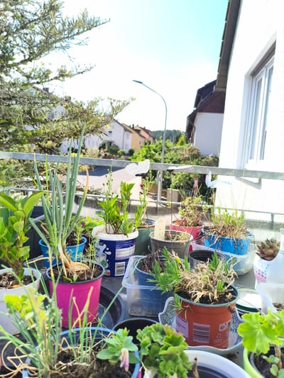 This image captures a sunny day on a balcony in Pegnitz, Germany, overlooking a residential street. The balcony is filled with various potted plants, including what appears to be green onions in a pink pot, lavender in an orange pot, and several other leafy green plants. Decorative elements like a white butterfly on a stick are also visible among the flora. In the background, houses with pitched roofs are nestled amongst trees, with a street winding through the town. The sky is a clear, bright blue. The scene suggests a home environment where plants are being cultivated on a balcony.