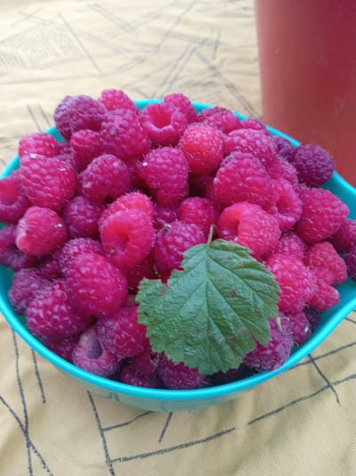 A bright turquoise bowl is filled to the brim with ripe raspberries. A single green leaf rests on top of the berries. The bowl sits on a yellow tablecloth with a subtle striped pattern. In the background, a portion of a tall, reddish-pink container is visible. The setting appears to be outdoors, possibly a garden or patio, in a rural area like Тумілавіцкі сельскі Савет, Belarus. The lighting suggests it is daytime.
