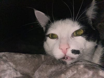 A close-up, head-on forensic image depicts a domestic cat with predominantly black and white fur coloration, located in Blankenberge, Belgium. The cat's face is primarily white, featuring a pink nose and prominent white whiskers. Its large, round eyes display a pronounced yellow-green reflective glow, indicative of tapetum lucidum under direct flash illumination. A distinct black fur patch is present on the lower left side of the cat's muzzle. A single, clear, spherical droplet of liquid is suspended directly beneath the cat's lower lip. The cat's lower face and chin rest upon a textured, light grey, possibly velvety fabric surface, which occupies the lower portion of the frame. The background is uniformly dark, with a faint, small red dot visible in the upper left quadrant of the dark area, suggesting low ambient light conditions. No human subjects are visible in the scene.