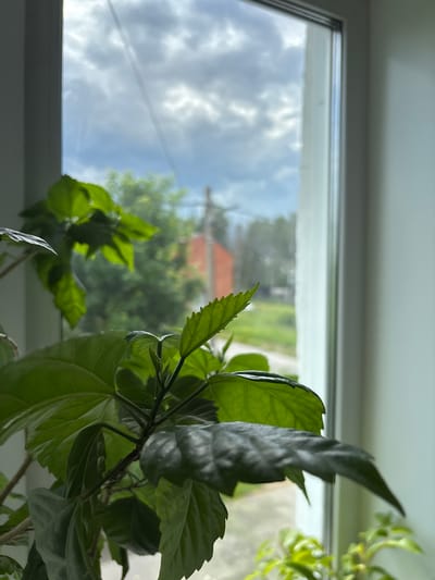This is a close-up, eye-level, outdoor photograph taken from the perspective of a window looking out onto a suburban environment in Ushaki, Russia. In the foreground, a leafy green plant, likely a hibiscus, occupies the lower half of the frame, with its leaves in sharp focus. Beyond the plant, the scene transitions to a blurred view through a window. The outdoor environment shows a cloudy sky, trees, and a hint of a red-brick building in the distance. The right side of the frame is dominated by a white window frame, suggesting the photo was taken from inside a building looking outward. No people are visible.