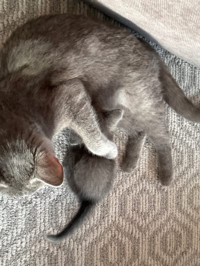 The image shows two grey cats resting on a textured grey carpet, likely indoors. The larger cat is curled up, with its head nestled near a smaller kitten. The kitten is partially visible, tucked against the larger cat. The lighting suggests an indoor environment, possibly with natural light filtering in. There are no discernible elements indicating the specific location within the city of Обухово, Russia.