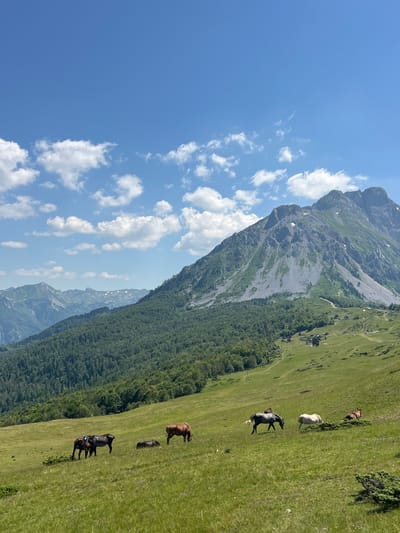 A herd of seven horses grazes on a lush green mountainside in Krajišta, Montenegro. The horses are of various colors including black, brown, and white. In the background, dense green forests cover the lower slopes of the mountains, while the jagged peaks of the mountains rise towards a clear blue sky dotted with fluffy white clouds. Several small, rustic buildings are scattered across the hillside, suggesting a rural settlement. The scene captures the serene beauty of the Montenegrin countryside.