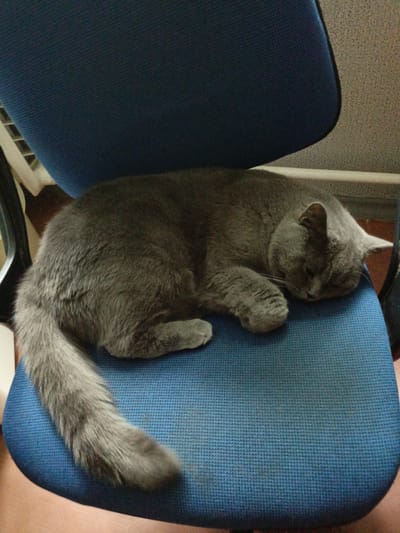 A grey cat sleeps on a blue office chair. The cat is curled up on its side, with its head resting on its paws. Its eyes are closed, and its fur is soft and fluffy. The chair is made of fabric and has a metallic base. The background is a wall with a textured pattern. The image appears to have been taken indoors, possibly in an office or home environment. There is no indication of the location being in Tikhvin, Russia.