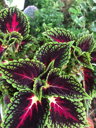 A close-up, overhead shot captures a cluster of coleus plants, their richly colored leaves a focal point against a blurred green background. The leaves display a striking pattern of deep burgundy centers transitioning to bright green, serrated edges, with vibrant crimson veins radiating outwards. In the upper left background, a blurred, prickly cactus with blue-green spines is visible, suggesting an outdoor or greenhouse setting. The overall impression is one of lush, vibrant foliage, possibly in a garden or nursery. There is no indication of a specific location in Radomyshl, Ukraine.