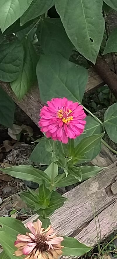 In Luengbaro, Indonesia, a bright pink zinnia blooms vibrantly amidst lush green foliage. Its delicate petals unfurl from a golden center, creating a striking contrast with the surrounding leaves. Below, a wilting, pale pink zinnia rests, its petals curled and browned, hinting at the passage of time. The scene is framed by weathered wooden planks, adding a rustic texture to the natural beauty of the flowers.