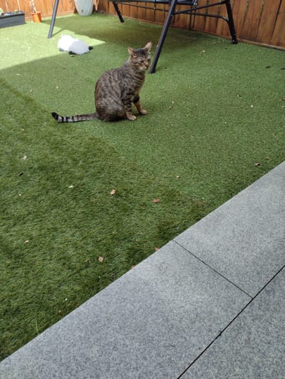 A tabby cat sits on artificial turf in a backyard in Koziegłowy, Poland. The cat is facing to the right, with its tail curled to the left. In the background, there is a wooden fence, a swing set, and a white plush toy. The ground is covered in green artificial grass with scattered leaves. In the foreground, there is a paved area with gray stone tiles.