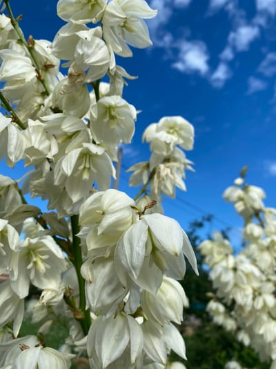 A close-up, low-angle shot captures a flowering yucca plant with numerous white, bell-shaped blossoms against a bright blue sky with scattered white clouds. The blooms are dense, forming a cascading cluster that dominates the foreground and mid-ground. Some flowers appear fully open, revealing their inner structures, while others are partially closed. The stems of the plant are visible, appearing green and somewhat woody. In the background, out of focus, are green foliage and what appears to be a fence or structure. The scene suggests a sunny day, likely in a garden or natural setting. The location is identified as Kushchovskaya, Russia. There are no people or visible animals in the image, and no discernable actions or interactions are taking place. The focus is solely on the botanical subject.