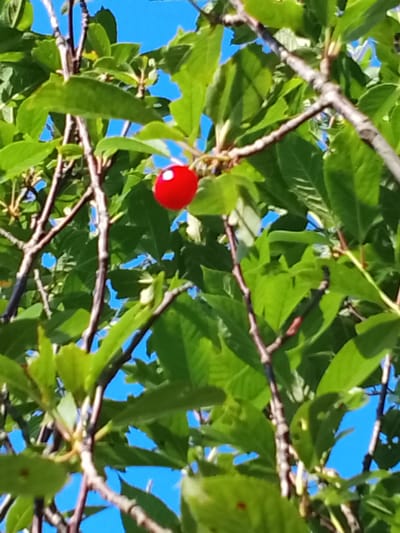 A single, bright red cherry with two white speckles is visible on a branch against a bright blue sky. The cherry is surrounded by vibrant green leaves and the darker branches of a tree. The image appears to be a close-up shot of a fruit-bearing tree, likely captured outdoors on a sunny day. The location provided, Патоцкі сельскі Савет, Belarus, suggests a rural or semi-rural setting where fruit trees are common.