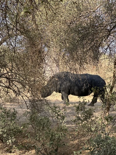 A black rhinoceros is depicted standing amidst dense vegetation in a dry, natural landscape. The rhino, dark grey to black in color, is positioned towards the center-right of the frame, facing right. Its robust body and a prominent horn on its snout are visible, though parts of its form are obscured by a thick tangle of thorny, mostly leafless branches that dominate the foreground and left side of the image. On the right, additional shrubs with green foliage further blend with the environment. The ground beneath is dry, consisting of light brown soil and sparse, dry grass, characteristic of an arid or savanna biome. The clear, bright lighting indicates it is daytime, likely under sunny weather. There are no people or visible text in the image. The scene suggests a wildlife encounter in a bushland setting, consistent with its location context in Communauté rurale de Sindia, Senegal.