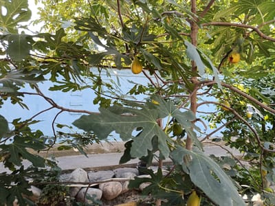 A fig tree with green leaves and several yellow figs is shown in the foreground, with a light blue wall in the background. The wall appears to be part of a building and is made of horizontal wooden planks. The ground in front of the wall is covered with small stones and some green vegetation. The scene suggests a garden or yard setting in a residential area. The overall impression is one of a warm, sunny day.