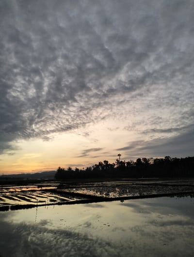 A tranquil landscape displays a waterlogged rice field reflecting a dramatic sky. The sky is filled with a dense layer of altocumulus clouds illuminated by a soft, orange glow near the horizon. A dark silhouette of trees and distant hills separates the sky from the flooded fields. Vertical stakes rise from the water, adding depth and structure to the scene. The overall impression is one of serenity and natural beauty at twilight.