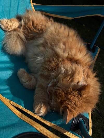 An orange tabby cat is sleeping on a teal camping chair in a grassy outdoor area. The cat's head is tucked into its body, and its fur is long and fluffy. Sunlight is casting shadows across the scene. The location is described as Peniki, Russia.