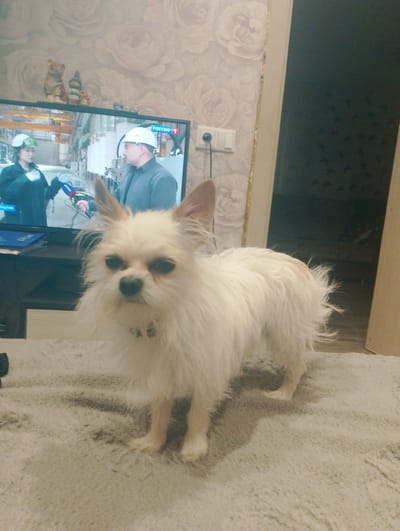 This media file features a small, white, fluffy dog standing on a light-colored, fuzzy rug. The dog has dark eyes and upright ears. In the background, a television screen displays a news report with two people wearing hard hats and safety vests. One person, a woman, is holding a microphone with a "РОССИЯ" logo. A man is also visible in the image, wearing a hard hat. Above the television, there are small decorative figurines on a shelf. The room appears to be a domestic setting, possibly a living room, with floral-patterned wallpaper. A light switch and an electrical outlet are visible on the wall. The overall lighting suggests it is daytime or evening indoors. There is no visible information about the weather or specific emotions displayed by the dog. The location context is provided as Первомайское, Russia.