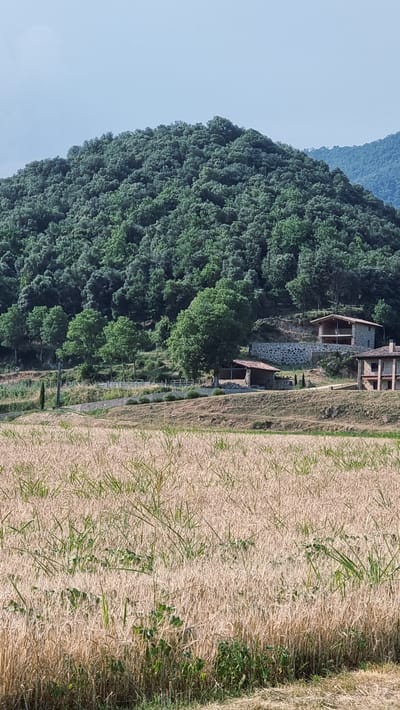 The image depicts a rural landscape in La Vall de Bianya, Spain, characterized by a prominent, densely forested hill that dominates the upper half of the frame. The hill is covered in a thick canopy of lush green trees, suggesting a Mediterranean climate. Below the hill, a series of tiered terraces are visible, with dry, golden grass covering the foreground and middle ground.

On the middle terraces, several stone buildings are situated. The most prominent is a two-story house with exposed stone walls and a tiled roof, featuring balconies and wooden window frames. Adjacent to it is a smaller, single-story structure, also with a stone foundation and a reddish-tiled roof. Further to the left, a fence with white posts runs horizontally across the landscape, separating the fields from the trees. A solitary cypress tree stands on the left side of the frame, adding a vertical accent to the scene.

The sky above is a pale blue, with hints of white clouds. The overall impression is one of a peaceful, agricultural setting nestled within a natural, hilly environment. No people are visible in the image.