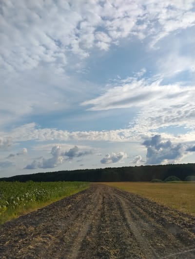 The image shows a dirt road leading through agricultural fields under a partly cloudy sky. On the left side of the road, there is a field of green crops, possibly sunflowers, with a dense, dark green forest bordering the horizon in the background. To the right of the road, there is a field of dry, golden grass or harvested crops. The road itself is brown and appears to be recently plowed or disturbed, with visible tracks from tires or machinery. The sky is a mix of blue and white clouds, with some darker, more dramatic cloud formations visible in the upper right portion of the image. The overall scene depicts a rural landscape, likely in the city of Pidluky, Ukraine, during daylight hours. There are no people or animals visible in the image.