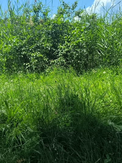 The image depicts a dense, overgrown area, likely a roadside or undeveloped space, in Chézenas, France. The foreground consists of tall, thick grass with some wildflowers interspersed. The background features a wall of dense vegetation, including bushes and taller reeds or grasses, obscuring anything beyond. The sky is visible at the top of the frame, indicating a clear or partly cloudy day. There are no people, animals, or man-made objects (like buildings) directly visible within the scene. The overall impression is one of untamed, verdant growth.