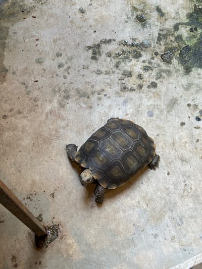 An overhead view shows a tortoise walking on a concrete surface. The tortoise is brown and has a patterned shell. The concrete is stained and appears weathered, with some patches of moss or algae. There is a metal pole on the left side of the image, partially submerged in a small puddle or damp area on the concrete. The overall scene suggests an outdoor, possibly urban or semi-urban, environment. There are no people or other animals visible.