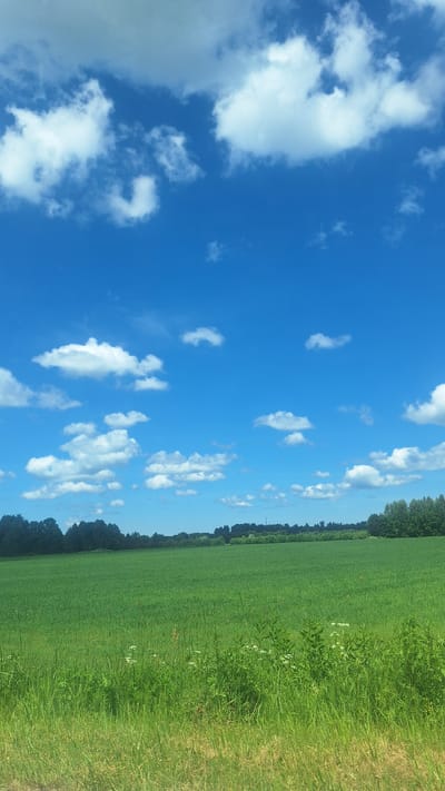 The image depicts a wide, lush green field under a bright blue sky dotted with fluffy white clouds. The field extends horizontally across the frame, with a line of dark green trees forming a distant treeline along the horizon. In the foreground, the grass is taller and somewhat wilder, with some scattered white wildflowers visible. The scene is a rural landscape, likely in or near Glāžšķūnis, Latvia, characterized by open fields and natural vegetation. There are no people or man-made structures immediately apparent in the image, suggesting a serene and natural environment. The lighting indicates it is daytime, with the sun casting a clear light on the scene.