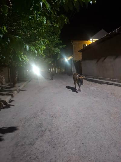 In Yovon, Tajikistan, at nighttime, a narrow paved street is illuminated by bright lights from an unseen source on the left, casting strong shadows. A brown and white cow walks on the right side of the street, facing towards the camera. Further down the street, a dark-colored dog is visible walking away from the camera. Buildings line both sides of the street, with lights visible in the windows of a brick building on the right. Green foliage from trees overhangs the left side of the street.