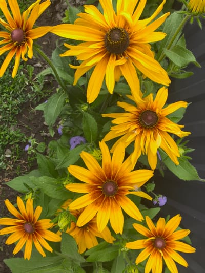 In Qarabulaq, Kazakhstan, a close-up shot captures a cluster of vibrant yellow coneflowers with dark brown centers. The flowers are in various stages of bloom, with some fully open and others still developing buds. Lush green leaves and stems surround the flowers, interspersed with small, delicate purple blossoms. The background is a dark, textured surface, possibly a fence, which contrasts with the bright colors of the flowers. The scene is one of natural beauty and growth, set within the outdoor environment of Qarabulaq.