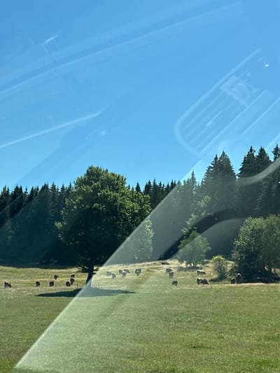 The image depicts a sunlit pasture with a herd of cattle grazing. In the background, a dense forest of coniferous trees forms a dark green wall against a clear blue sky. A large deciduous tree stands prominently in the middle ground, casting a shadow on the grassy field. The scene appears to be a rural landscape in Schönwald im Schwarzwald, Germany, viewed through a window, as evidenced by reflections and a diagonal line of light cutting across the image. The cattle are scattered across the field, some standing, others grazing. There are no people visible in the image. The environment is characterized by a warm, sunny day, with lush green grass and a backdrop of evergreen and deciduous trees.