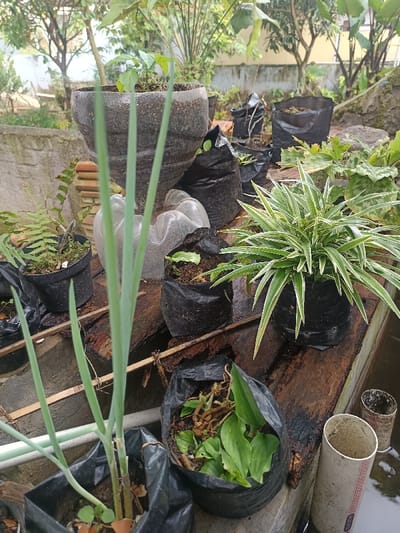 The scene depicts an outdoor garden area located in Limbangan Sari, Indonesia, characterized by numerous plants cultivated in repurposed containers on a humid day. The foreground features a cluster of vegetation. To the immediate left, a black plastic bag functions as a pot for multiple tall, light-green onion (scallion) stalks, approximately 20-25 cm in height, with visible eggshell fragments at their base. Adjacent to it, a small black plastic pot contains a fern-like plant with fronded leaves.
Centrally, a larger, dark-grey inverted plastic bottle (likely a 2-liter PET bottle) serves as a planter for a small green plant, resting upon a clear, crumpled plastic bottle base. To the right of this, a small black plastic bag holds a plant with broader green leaves. A prominent variegated spider plant (Chlorophytum comosum) with green and white strap-like foliage is situated in a black plastic pot further right, resting on a dark, weathered wooden plank. Beneath this plank, partially visible, is water or moist ground.
In the bottom right corner, another black plastic bag contains plants with wider green leaves and some dry root material. Below and to the extreme right, a section of white PVC pipe stands vertically, alongside a rusty, cylindrical metal object, both partially submerged or resting in water.
The background shows additional black plastic bags containing soil or small plants scattered on uneven ground or raised platforms. Beyond these, a dense array of green foliage, tree trunks, and distant hints of a light-colored wall or concrete structure indicate a lush, semi-developed outdoor environment. No human figures are present.