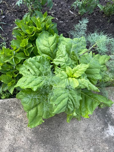 The image shows a close-up view of a garden bed. In the foreground, large, green, wet leaves are prominent, with some fronds of dill growing among them. Behind these leaves, to the left, are smaller, bright green leaves of what appears to be a hydrangea. The background consists of dark soil with some plant stems and leaves visible. The garden bed is bordered by a rough, grey concrete surface on the bottom and right. There are no people or animals present in the image. The scene appears to be outdoors in a garden environment.