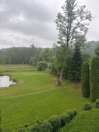 This image depicts an outdoor scene in Lesistoye, Russia, under overcast and rainy conditions. A pond with rippling water is visible in the lower left, bordered by a grassy slope. A manicured lawn extends across the middle ground, with a row of meticulously trimmed green bushes lining the bottom right edge. Beyond the lawn, a fence separates it from a patch of taller grass and a wooded area. A large tree with sparse leaves stands prominently in the center, with a wooden birdhouse or decorative object attached to its base. Several evergreen trees are situated to the right of this tree. In the background, a dense forest covers rolling hills, with the sky filled with heavy, gray clouds, and visible rain falling.