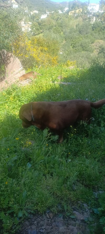 The scene, set in Forest Hills, Spain, captures an outdoor environment under bright daylight. In the lower-midground, a brown dog, likely a Labrador, is positioned with its head lowered, appearing to sniff the dense green grass, which contains various small plants and scattered yellow flowers. A light-colored collar is visible around the dog's neck. Behind the dog and slightly to the left, a tan and black spotted cat is partially obscured by the foliage, seemingly in a low, investigative stance amidst the tall grass and yellow-flowering shrubs. To the far left, a large, fan-shaped structure of dried plant material is visible. The background consists of a verdant, hilly landscape covered with numerous trees and Mediterranean vegetation. Multiple white and light-colored residential buildings are sparsely distributed across the distant hillsides, beneath a clear blue sky. The ground in the immediate foreground shows patches of exposed dark soil and rocks.