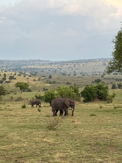 The image displays a vast savanna landscape located in the vicinity of Nyamburi Village, Tanzania, under a pale, uniformly cloudy sky. In the mid-ground, a group of three African elephants is positioned. A large adult elephant with visible light-colored tusks stands centrally, partially obscuring two smaller elephants directly beside and behind it. To the left of this group, a fourth, smaller elephant stands solitary near a sparsely foliated tree. All elephants are dark grey and appear stationary, possibly grazing. The foreground and mid-ground are covered with green and dry yellowish grasses, interspersed with low-lying, scrubby vegetation. The background reveals undulating terrain dotted with numerous scattered trees and bushes, receding into the distant horizon. A section of a large, densely foliated green tree is visible along the extreme right edge of the frame.