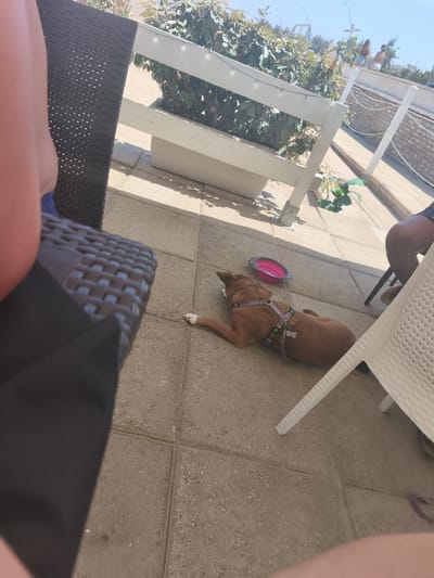 The image depicts an outdoor scene, likely a patio or deck, with a focus on a dog resting on the ground. The dog, a medium-sized, tan-colored breed with a purple harness, is lying on its side near a pink collapsible dog bowl. The ground is paved with square tiles. In the foreground, a person's legs and a portion of a dark woven chair are visible, suggesting a seated perspective. In the background, there is a white railing with string lights and lush green foliage. Further in the distance, two individuals are seen standing. The environment suggests a sunny day, possibly a vacation spot or a cafe. The location is identified as San Salvo, Italy.